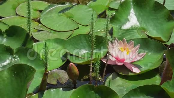 池塘里美丽的莲花视频的预览图