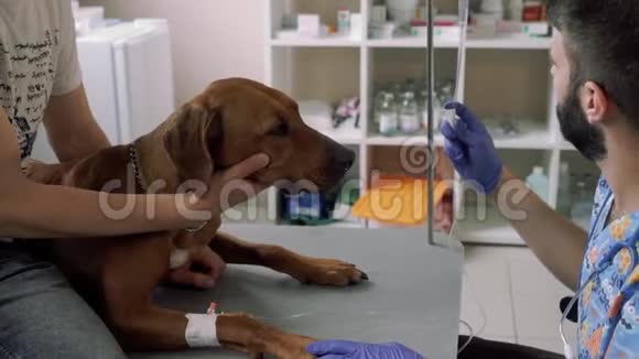 兽医把导管给狗视频的预览图