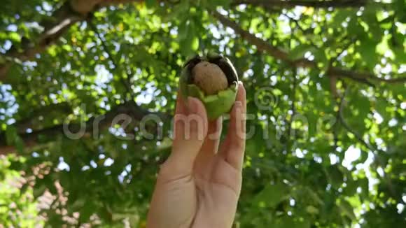在秋天左女手握着新鲜核桃的细节有机食品的生活方式胡桃树的背景视频的预览图
