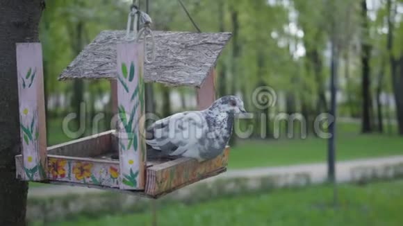 鸽子坐在公园里一个断了的喂鸟器上室外的喂食器里有鸟视频的预览图