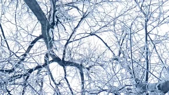 冬天的背景和降雪在镜头中慢慢旋转树枝视频的预览图