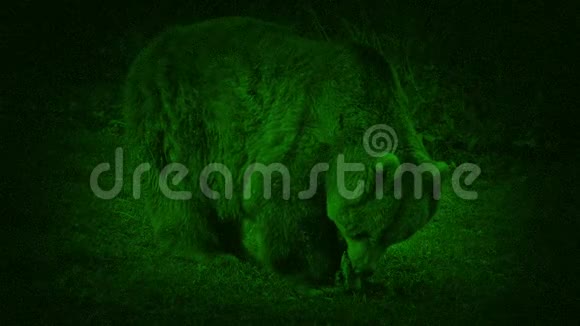 夜视熊吃东西视频的预览图