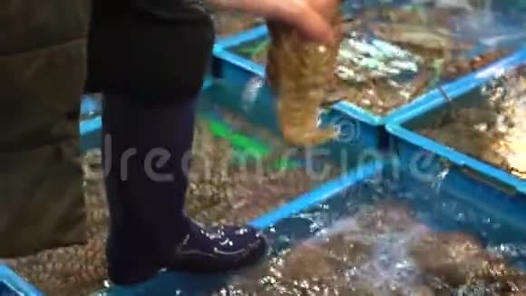 慢动作亚洲女人手拿一只拖鞋龙虾海鲜市场视频的预览图