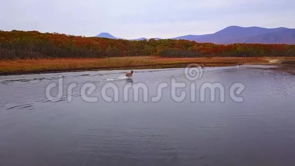 秋天红鹿沿着光滑的水面美丽地奔跑在野外溅起了花视频的预览图