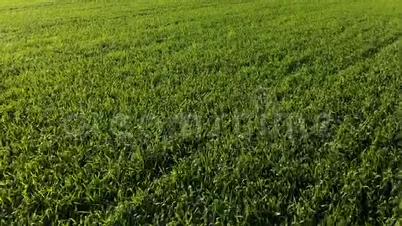 景观绿色小麦或玉米田夏农田现场农业种植小麦的鸟瞰图视频的预览图