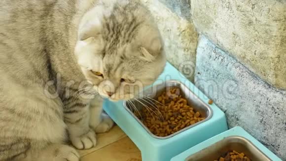 布朗猫正在用塑料托盘吃加工食品视频的预览图