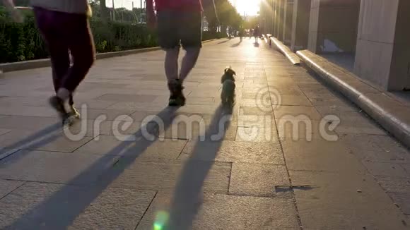 人们和狗沿着人行道散步形成长长的阴影视频的预览图