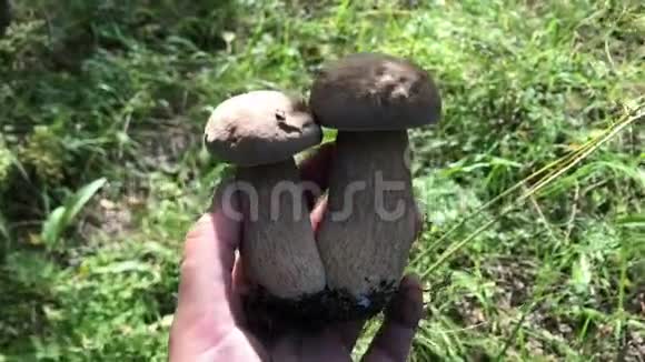 收集生长在森林中的蘑菇个人观点视频的预览图