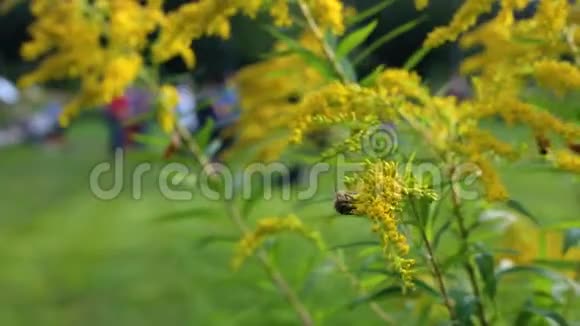 蜜蜂从野花收集花粉视频的预览图