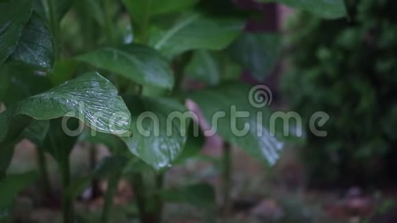 雨中奇异植物的叶子视频的预览图