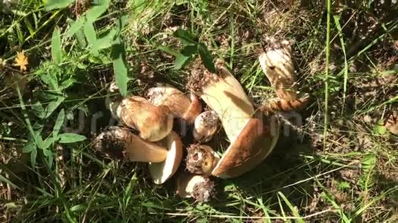 收集生长在森林中的蘑菇个人观点视频的预览图