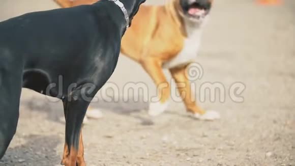 多伯曼和拳击犬视频的预览图