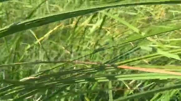 日光下池塘背景下的绿芦苇视频的预览图