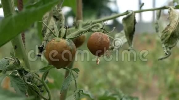 烂西红柿挂在花园的树枝上4k4k视频视频的预览图