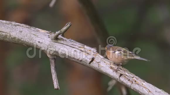 一只鸟普通的夏芬奇鸟坐在干树枝上寻找树虫视频的预览图