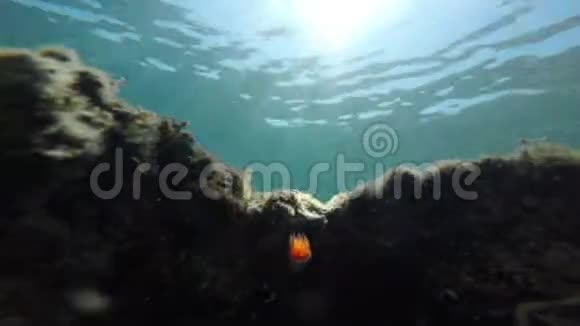 有阳光的水下植物视频的预览图