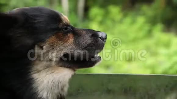 把头从车窗外伸出来的狗视频的预览图