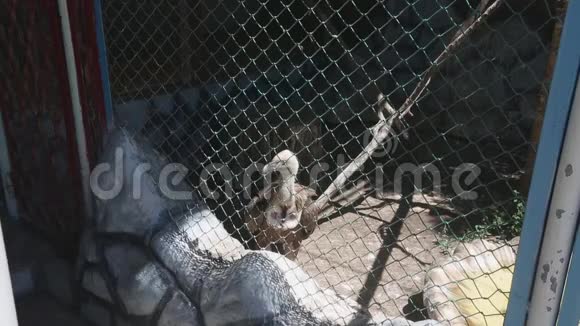 笼子里的秃鹫住在动物园里视频的预览图