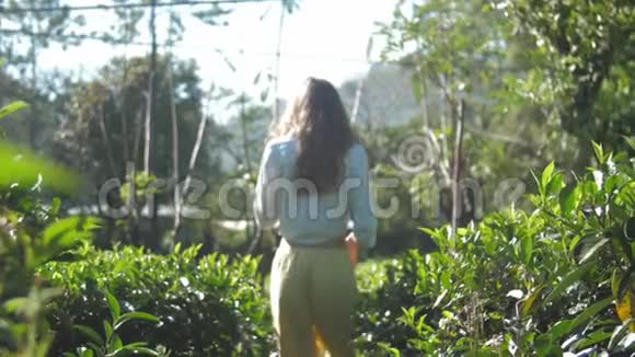 亭亭玉立的姑娘在郁郁葱葱的茶丛中慢悠悠地走着视频的预览图