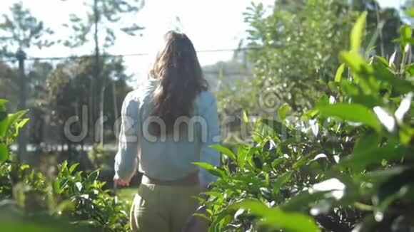 优雅的女人走在茂盛的茶丛中慢动作视频的预览图