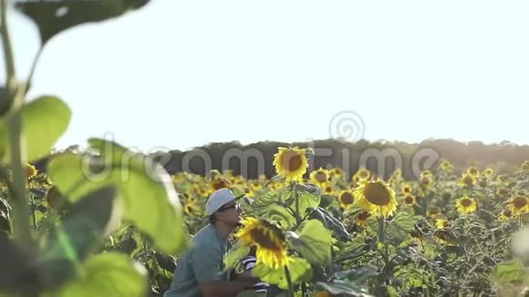 快乐的父亲把一个小男孩扔在一个大田野里向日葵视频的预览图