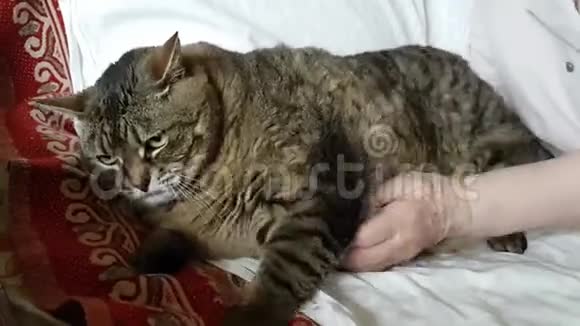 一只大猫躺在它的一边主人想和她玩但猫的心情不好对主人发出嘶嘶声视频的预览图