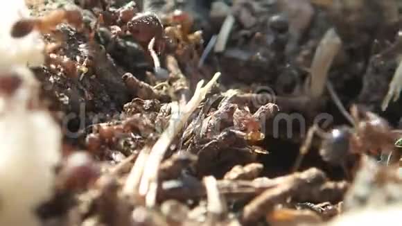 采种子的蚂蚁在他们的入口处视频的预览图