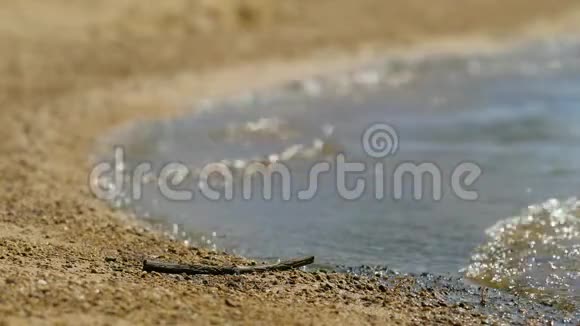 小树枝锚定在靠近湖水的沙滩上细枝的细节视频的预览图