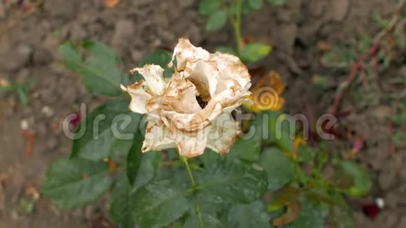 花园里腐烂的褪色的花园白玫瑰在风中摇曳4k4k视频视频的预览图