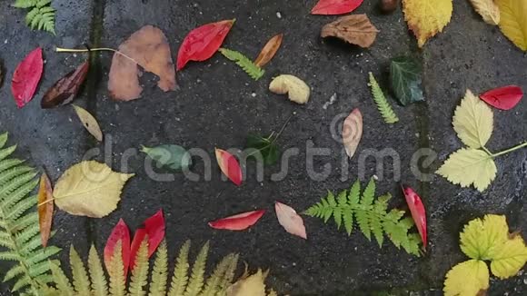 秋天的雨落在五颜六色的树叶上天气概念视频的预览图