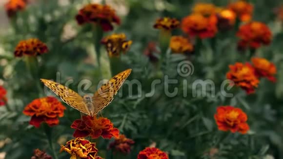一朵花上的蝴蝶飞走了视频的预览图