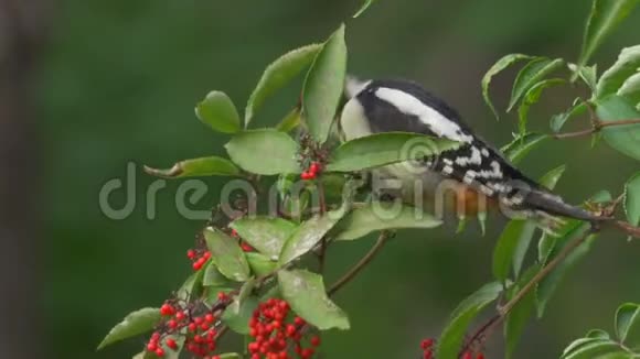 鸟幼大斑啄木鸟主要坐在树枝上吃野生红浆果视频的预览图