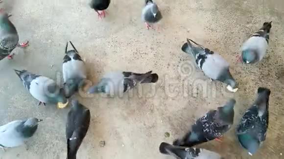 鸽子在地板上吃食物视频的预览图