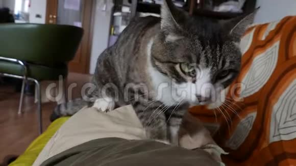 猫和人的友谊视频的预览图