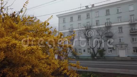 外面是黄色灌木俄罗斯海参崴视频的预览图
