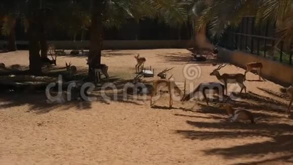 可爱的孩子们一起在沙漠中棕榈树下玩耍视频的预览图