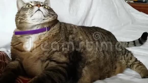 一只大得令人难以置信的猫躺在沙发上她有巨大的腿和躯干胖肚子从侧面看宠物体重超标视频的预览图