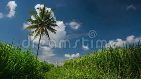 稻田和棕榈树视频的预览图