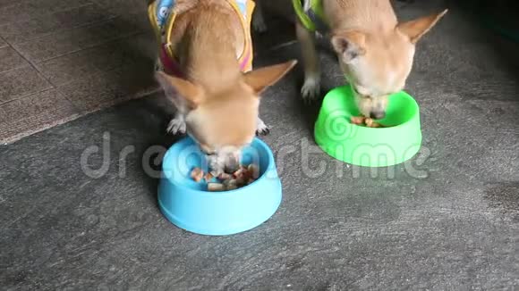 吉娃娃狗吃食物视频的预览图