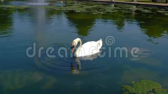 白天鹅在池塘里慢悠悠地喝水视频的预览图
