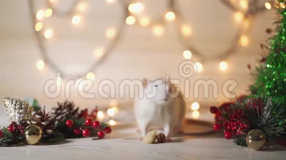 2020年的象征老鼠坐在圣诞树的背景上装饰视频的预览图