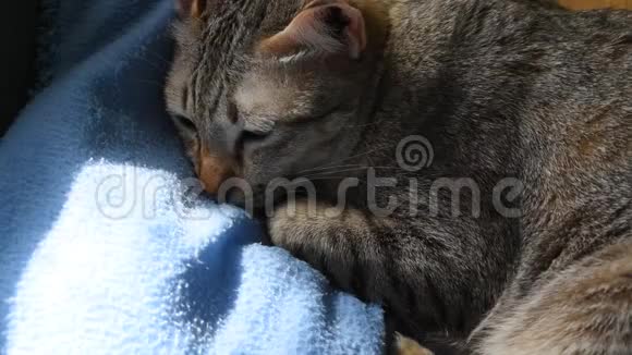 睡眼的灰猫会睡在家里的蓝色枕头上下午的阳光透过窗户照射进来视频的预览图