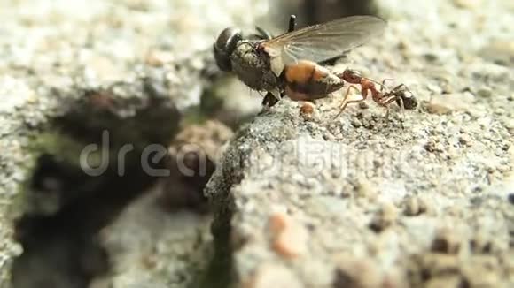 蚂蚁拉着苍蝇视频的预览图