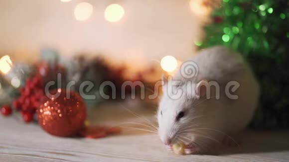 2020年的象征老鼠坐在圣诞树的背景上装饰视频的预览图