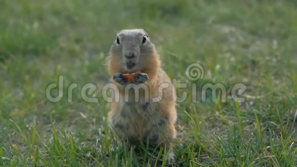 吃蔬菜的地松鼠特写草原狗在咀嚼西伯利亚野生动物视频的预览图