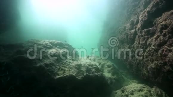 地中海水下世界有小鱼视频的预览图
