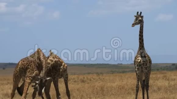 关闭两只雄性长颈鹿头顶以建立优势作为第三个手表在马赛马拉游戏保护区视频的预览图