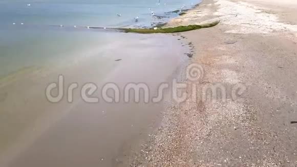 与海鸥沿着沙滩漫步视频的预览图