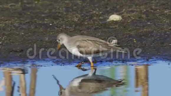鸟铁瑞克桑皮伯西纳斯西涅勒斯穿过沼泽视频的预览图
