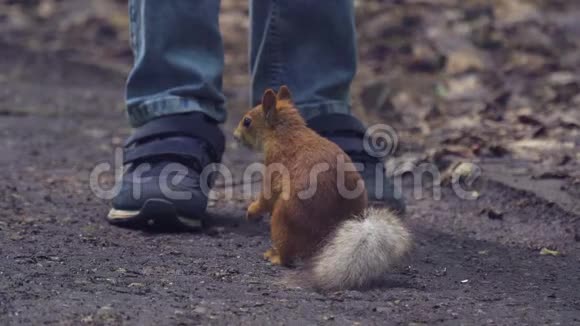 红松鼠在公园的人行道上吃种子一只松鼠坐在男孩腿旁边阳光明媚的夏日在公园里视频的预览图